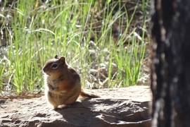 Grid golden manteled ground squirrel
