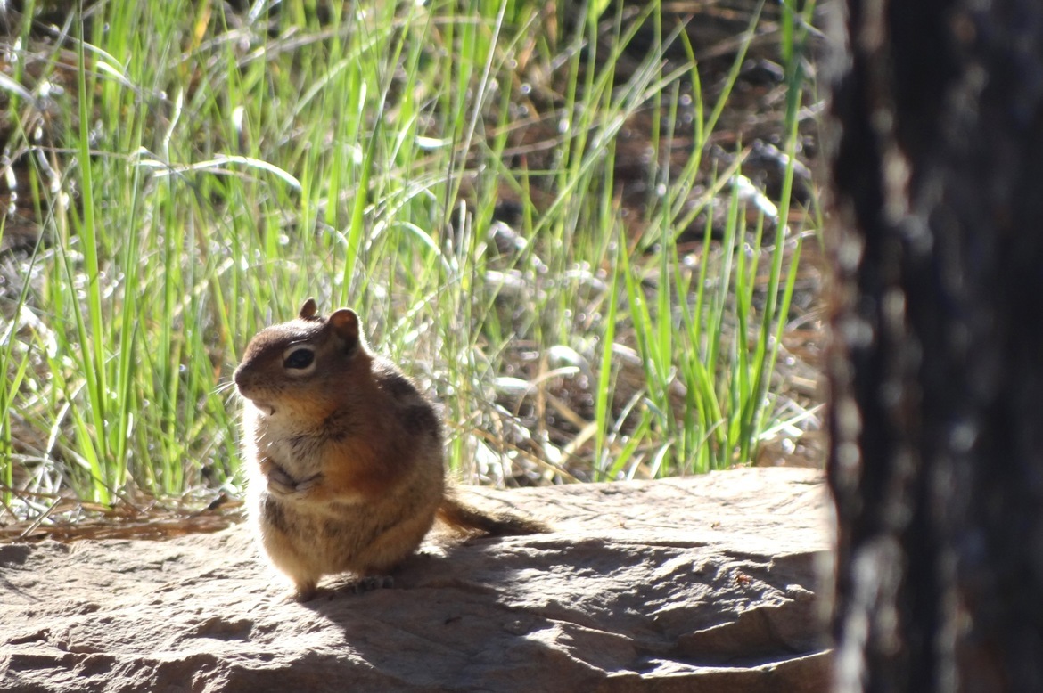Gold Manteled Ground Squirrel, Zion, United States of America