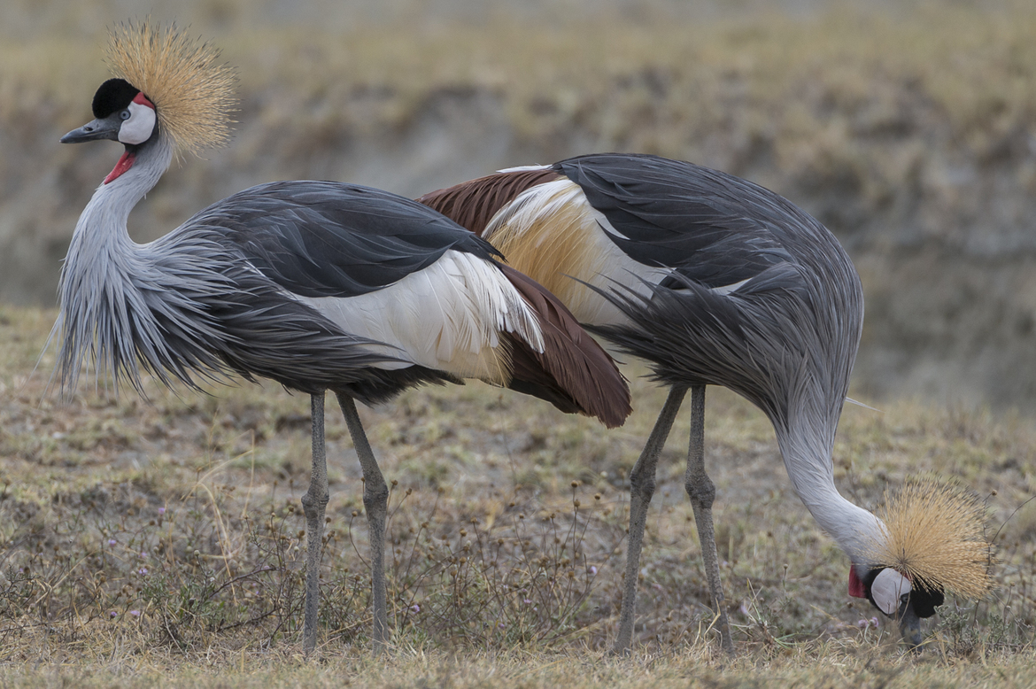 Gray Crowned Crane, Northern Serengeti, Tanzania, United Republic of