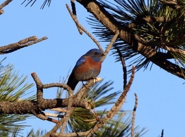 Grid western blur bird