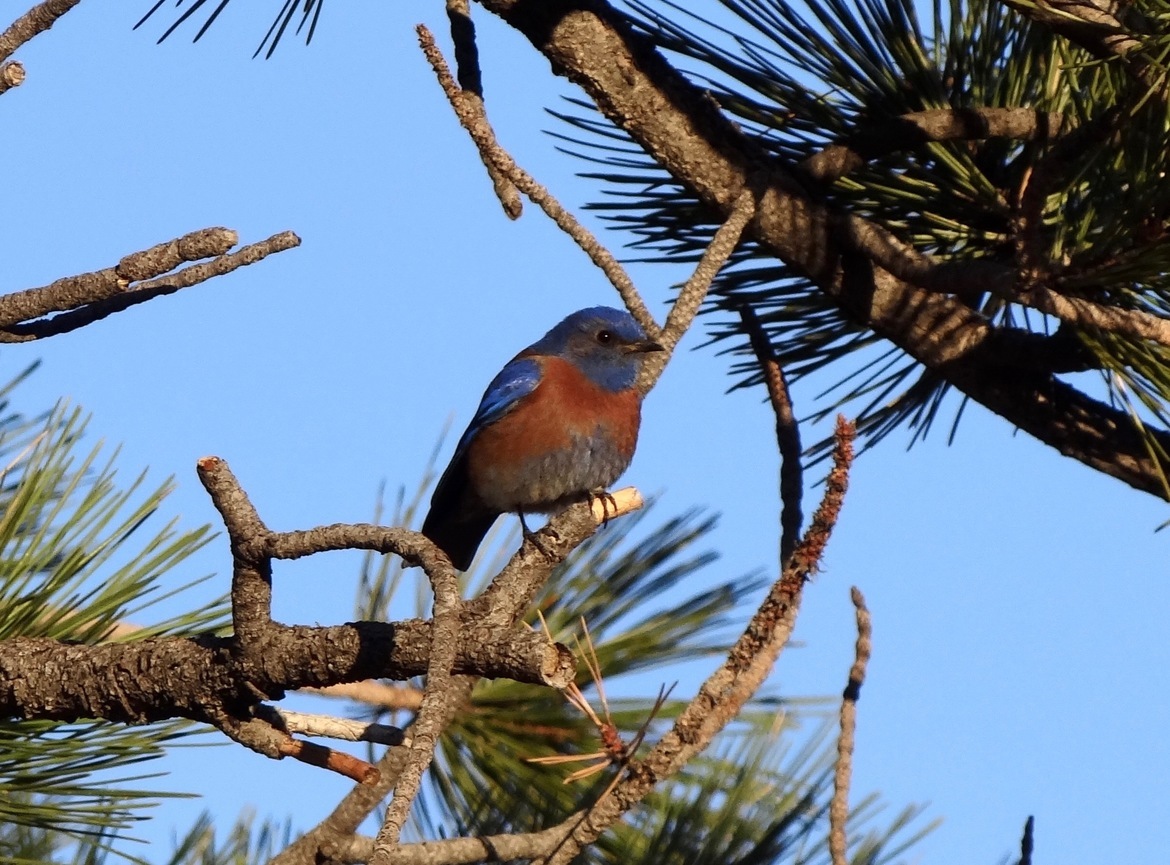 Western Blue Bird, North Rim of the Grand Canyon, United States of America