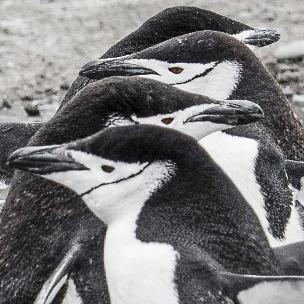 Chinstrap Penguin, Baily Head, Deception Island, Antarctica