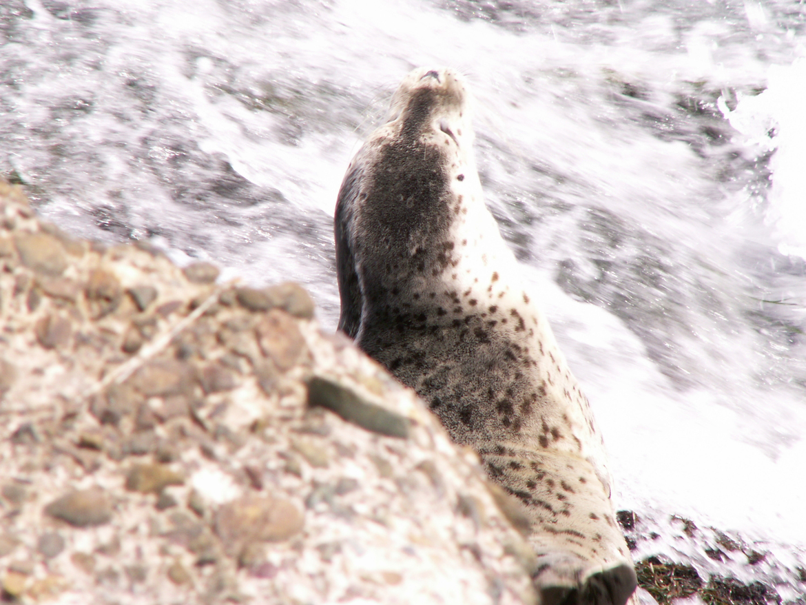 Seal, CA, Coast Line, United States of America