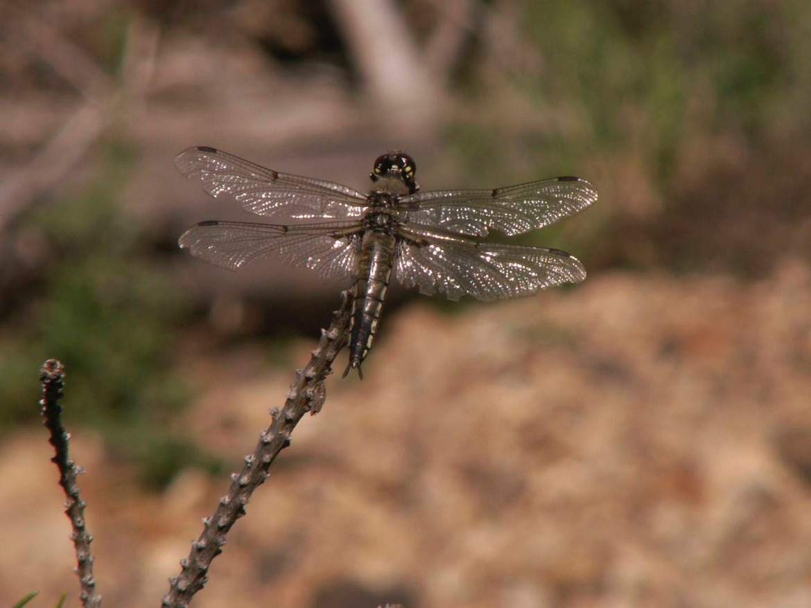 Dragon Fly, UT, United States of America