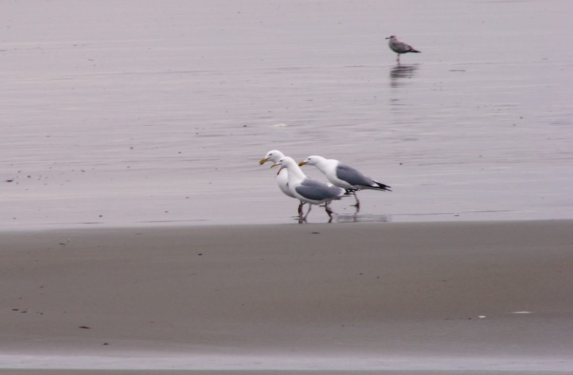 Sea Gull, Hampton Beach, NH, United States of America
