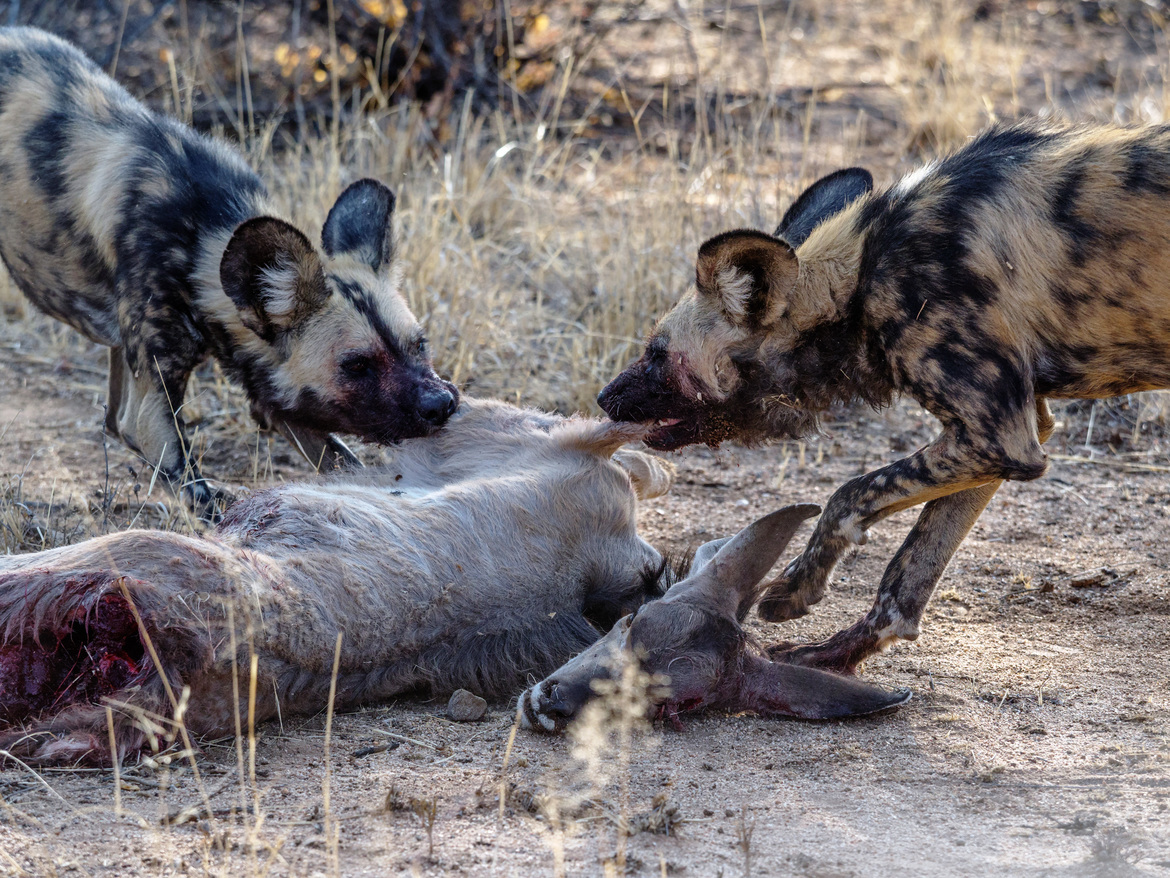 African wild dogs, kudu, Okonjima Nature Preserve, Namibia