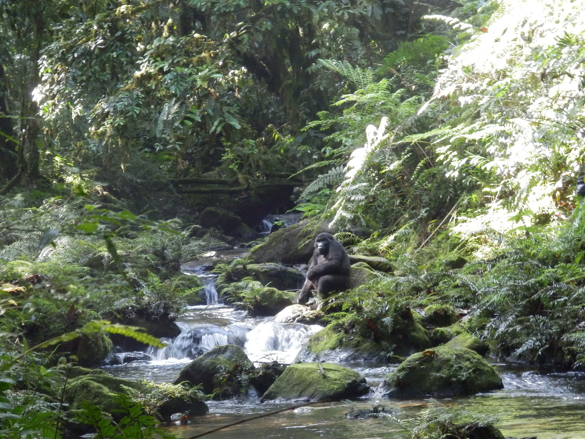 Gorilla, Bwindi National Forest, Uganda
