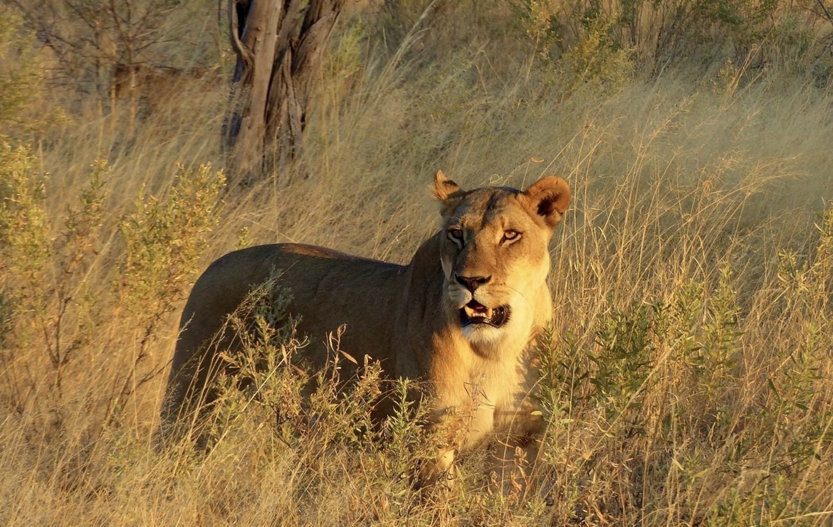 Lion, Moremi Game Reserve, Okavango Delta, Botswana, Botswana