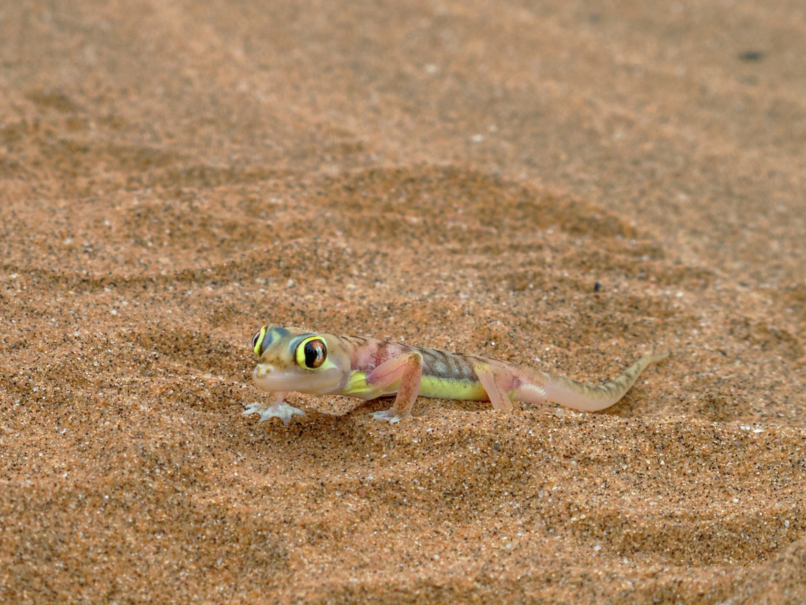Namib dune gecko, Dorob National Park, Namibia