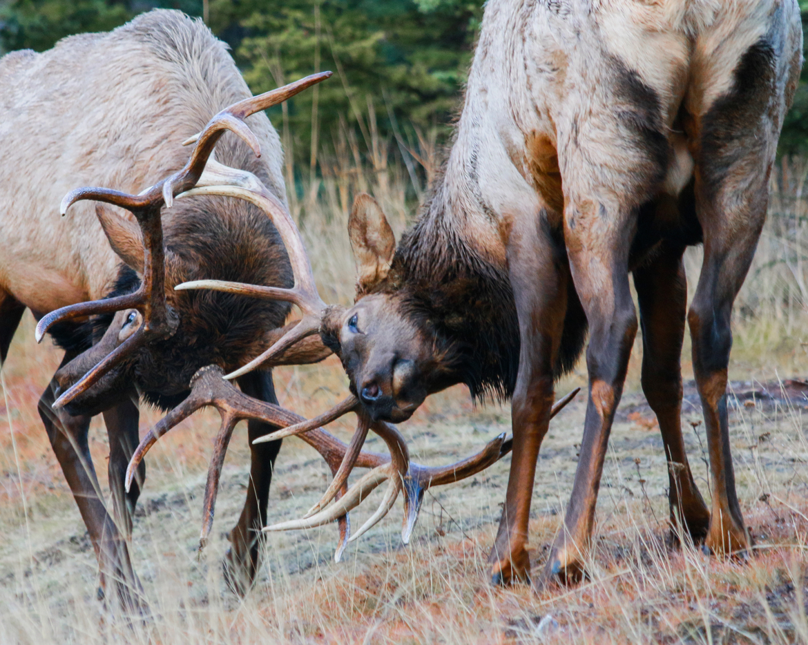 Elk, Banff, Canada