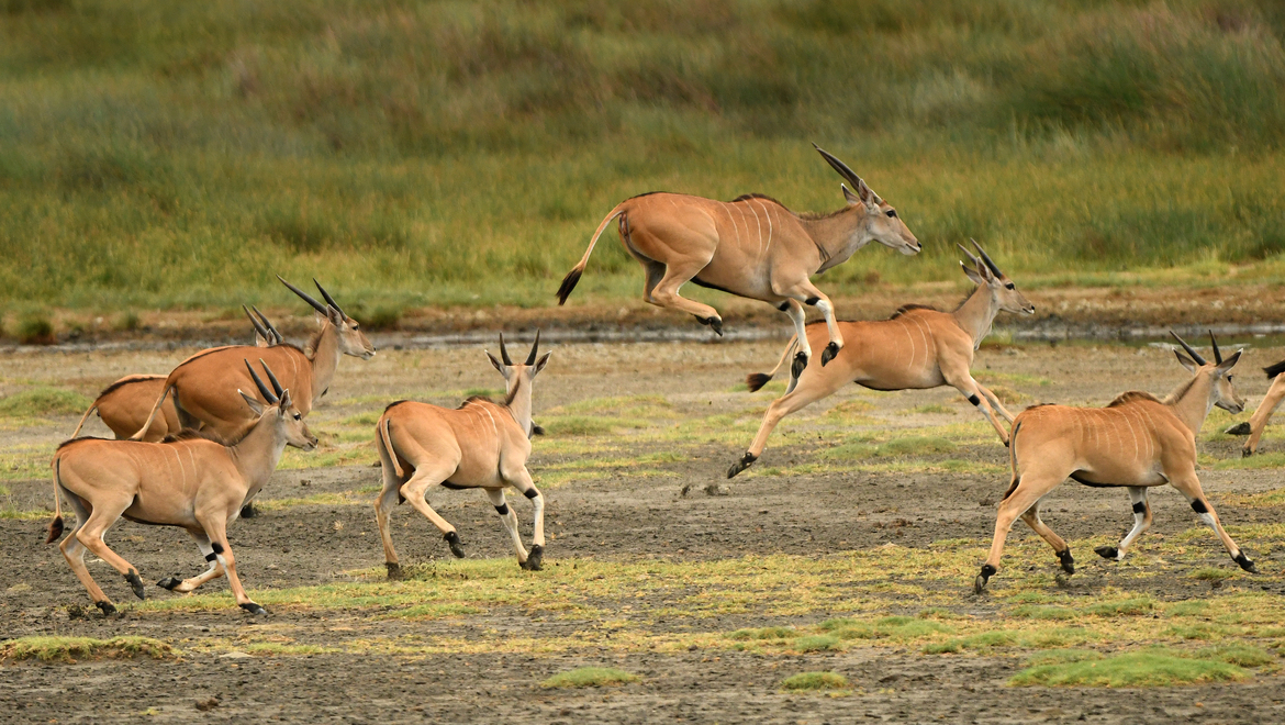 Eland, Serengeti National park, Tanzania, United Republic of