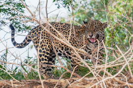 Grid jaguar