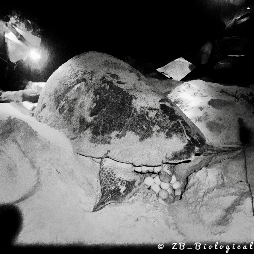 Loggerhead Sea Turtle - Caretta caretta, Jekyll Island, United States of America
