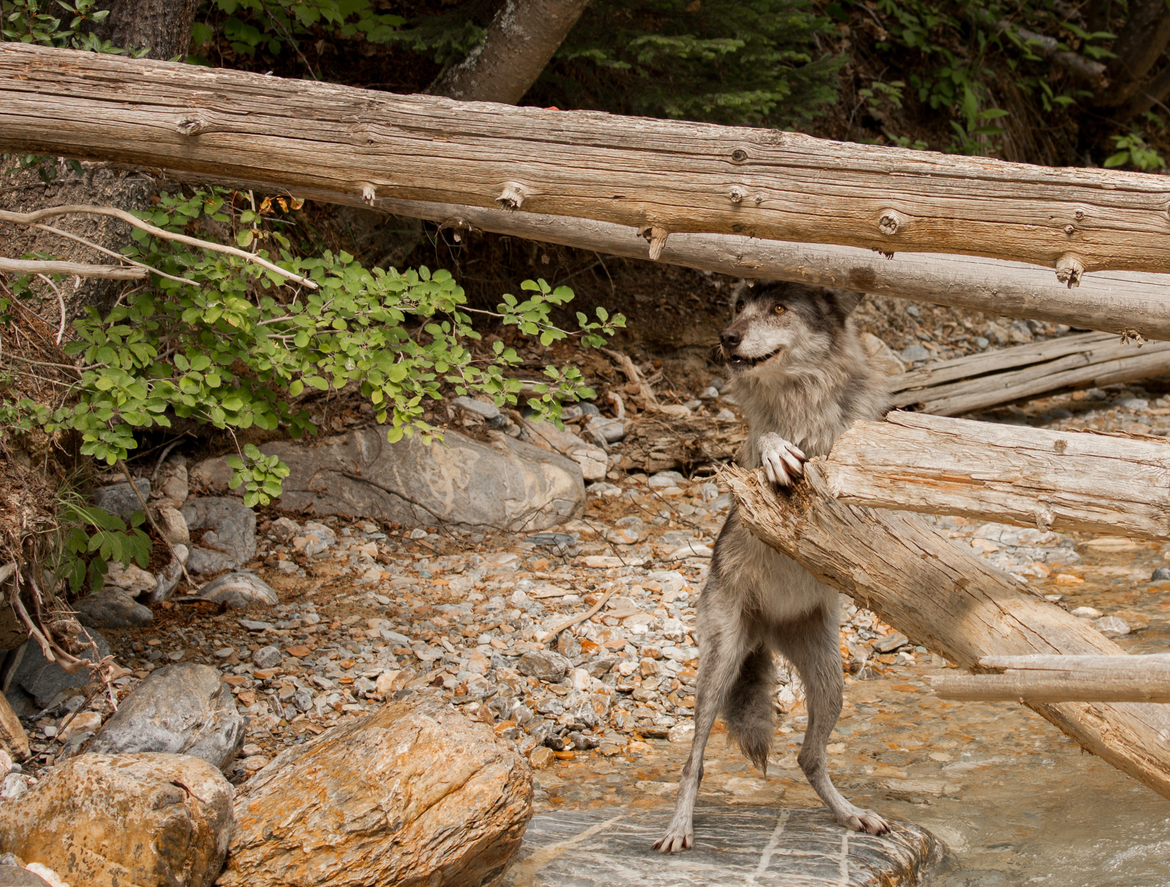 Wolf, Revelstoke BC, Canada
