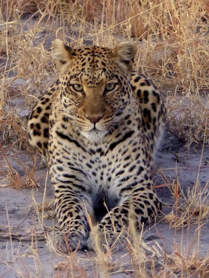 Leopard, Moremi Game Reserve, Okavango Delta, Botswana, Botswana