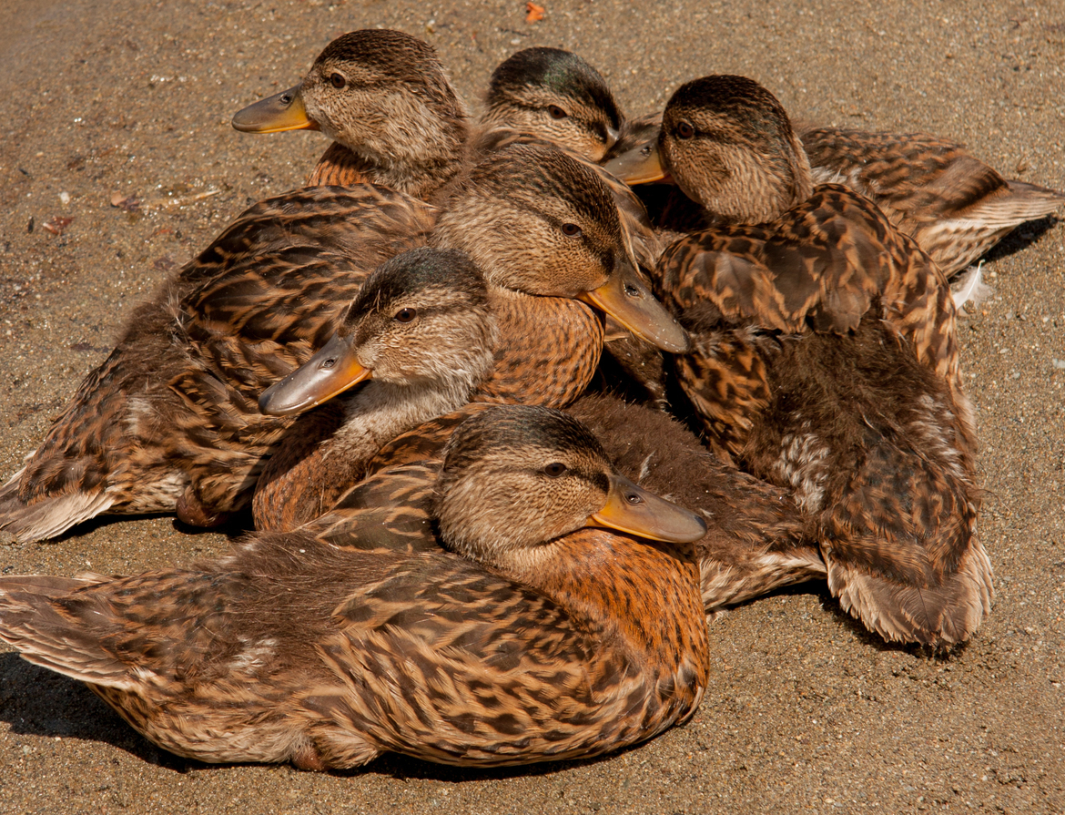 Ducks, Vancouver, BC, Canada