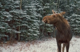 Grid christmoose