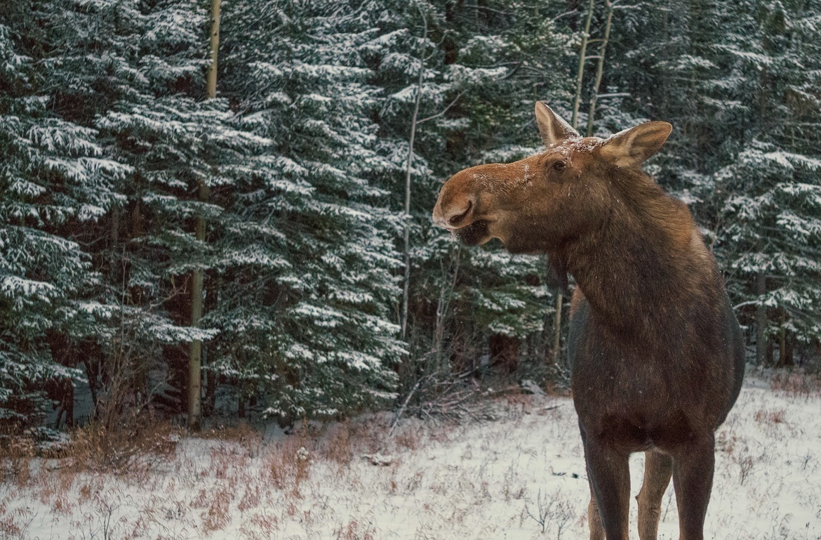 Moose, Kananaskis Country, Alberta, Canada