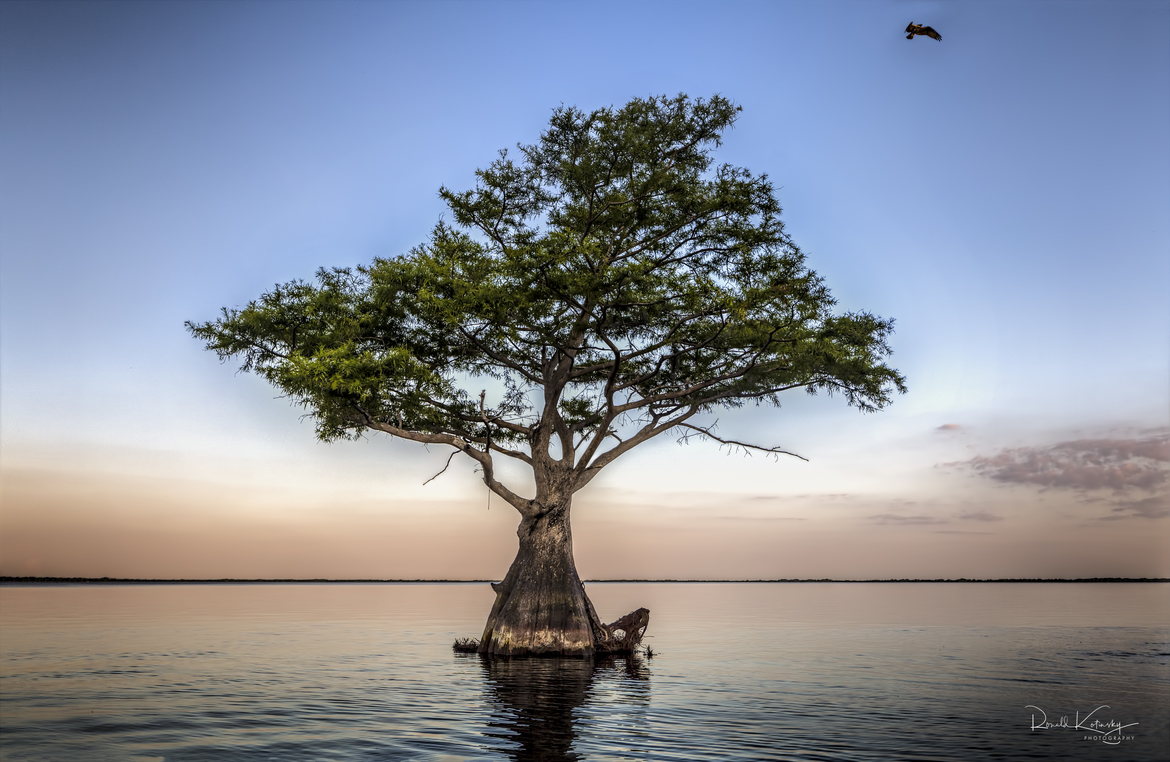 Osprey, Blue Cypress Lake, United States of America