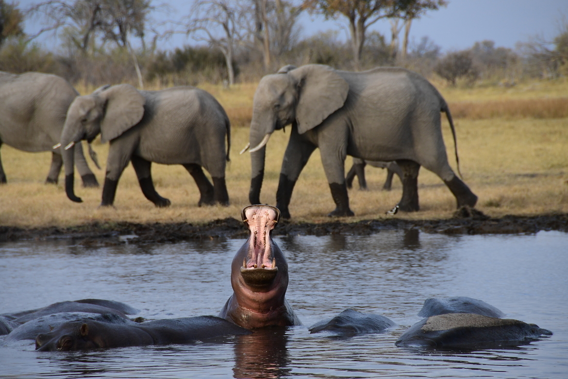Hippopotamus , Chief's Camp concession, Botswana