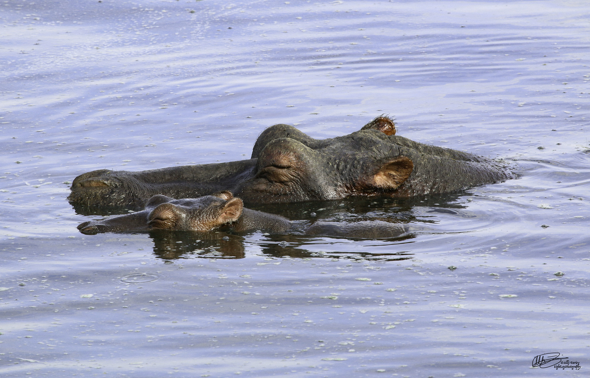 Hippopotamus, Serengeti National Park, Tanzania, United Republic of