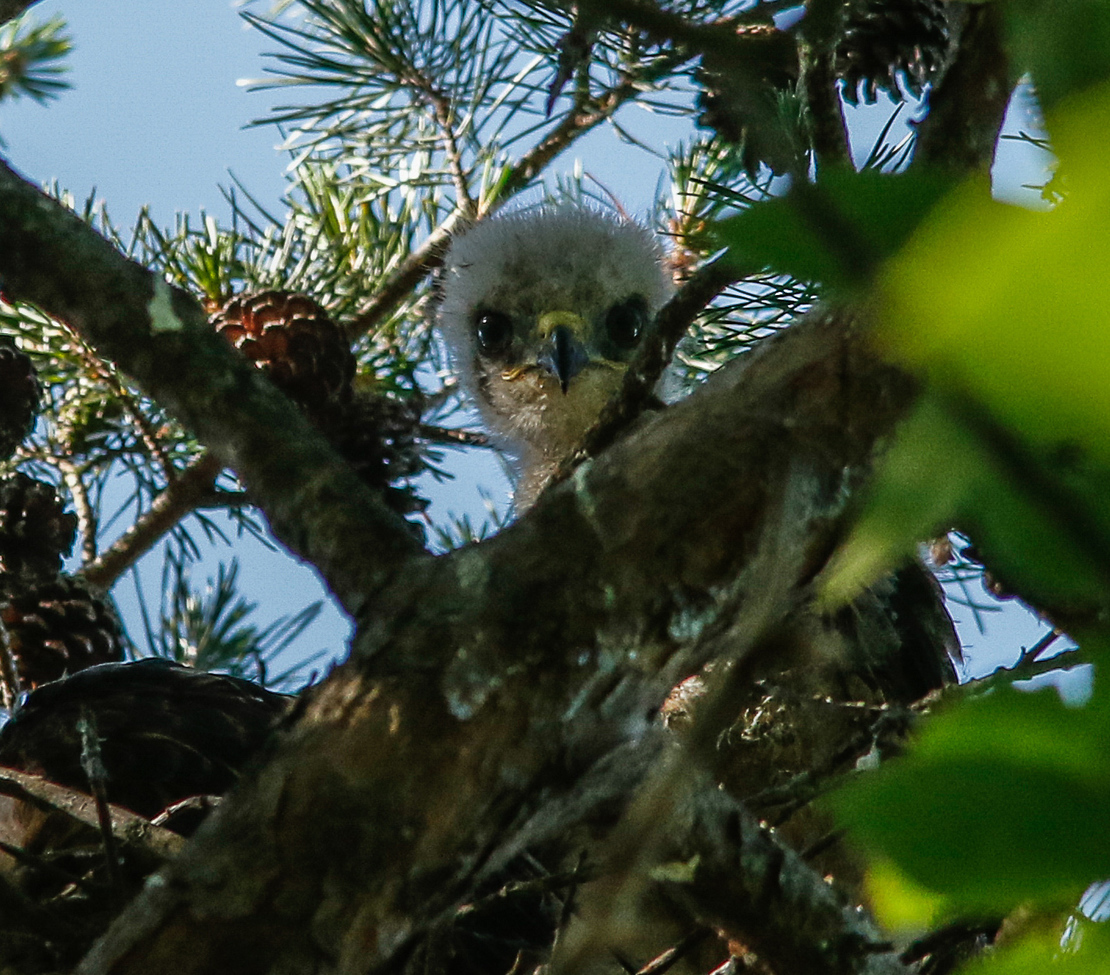Red Shoulder Hawk, Lake Conestee Nature Park, United States of America