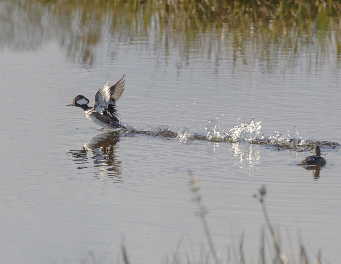 Merganser, Grissom Wetlands in Viera, Florida, United States of America
