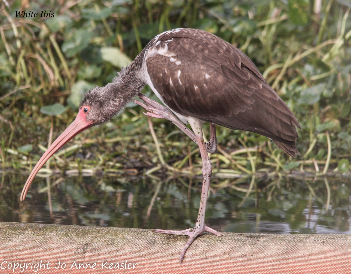 White Ibis, Phinizy swamp nature Park, United States of America