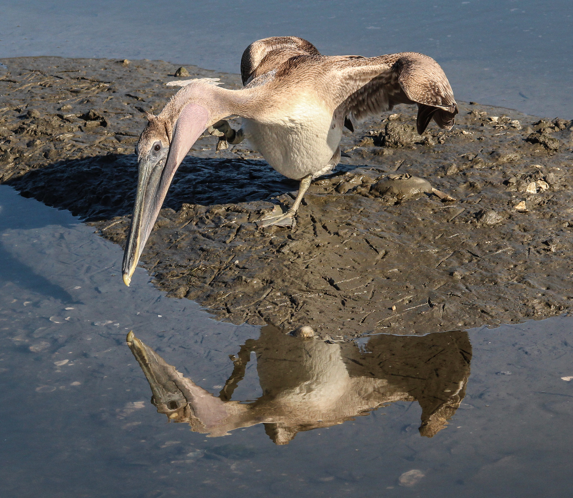 Brown Pelican, Huntington Beach State Park , United States of America