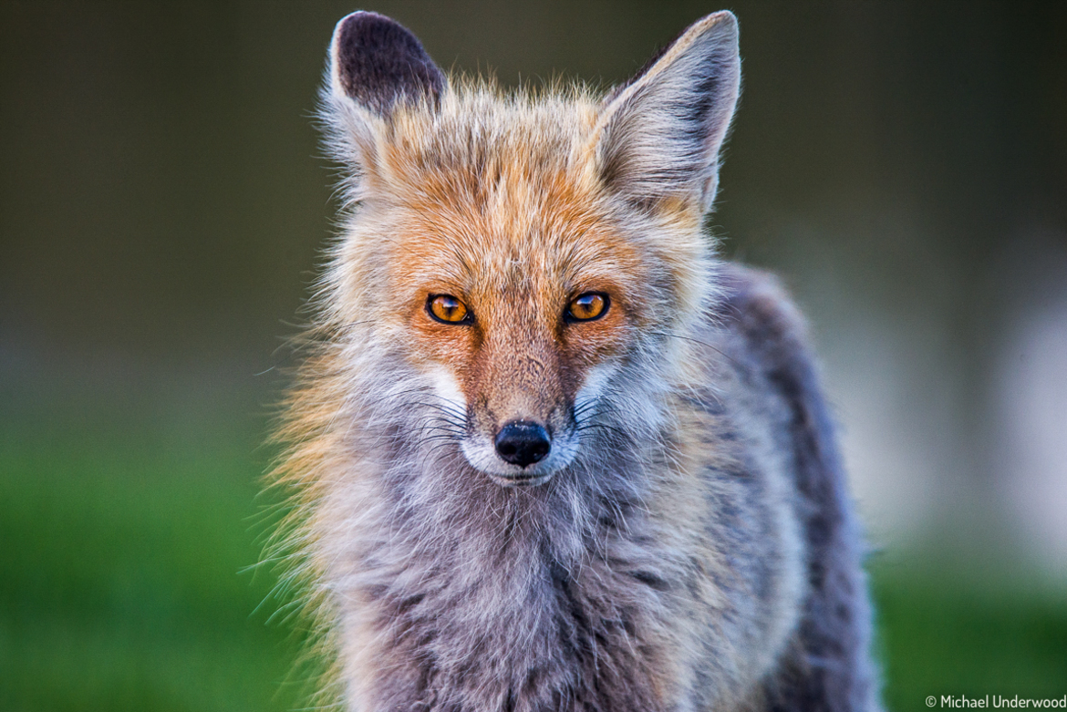 Fox, Montana, United States of America