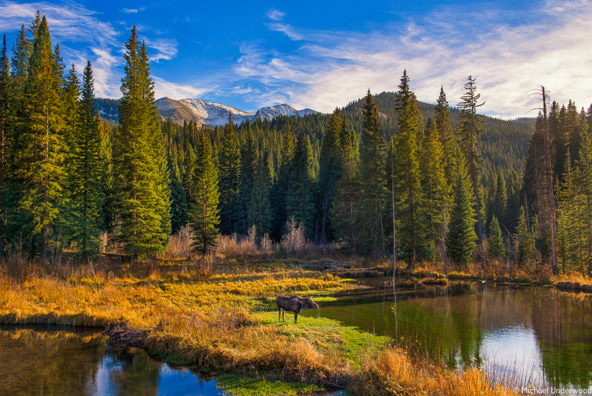 Moose, Colorado, United States of America