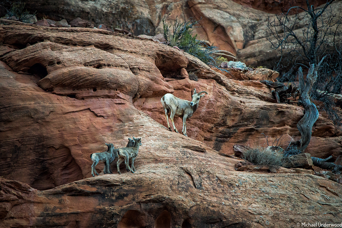 Desert Bighorn Sheep, Colorado, United States of America
