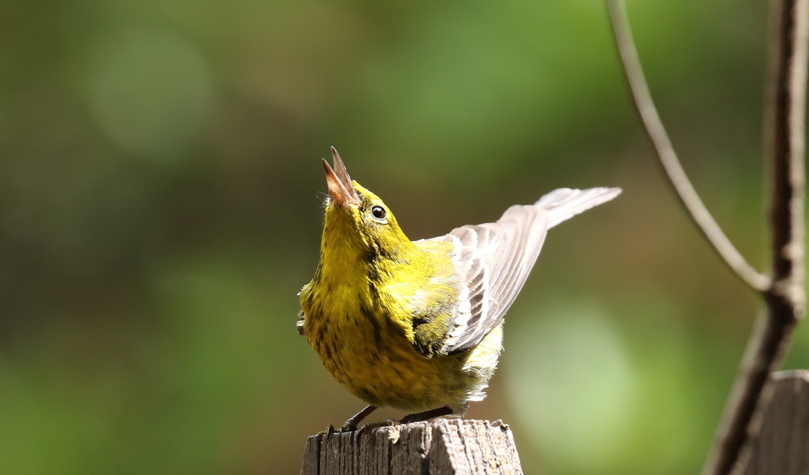 Pine Warbler, Morrisville, United States of America