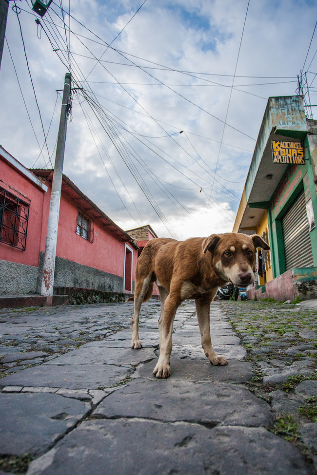 Dog, Quetzaltenango, Guatemala