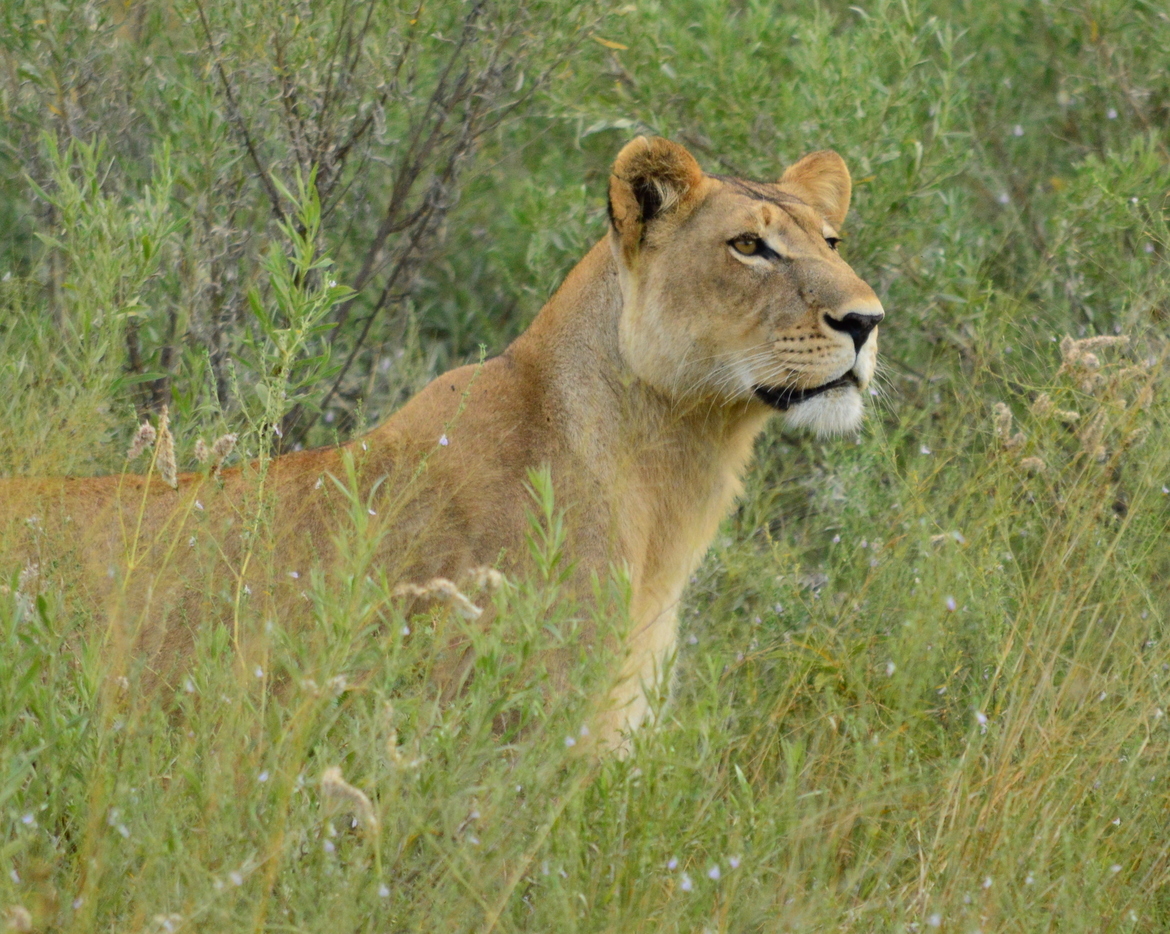 Lion, Chitabe , Botswana