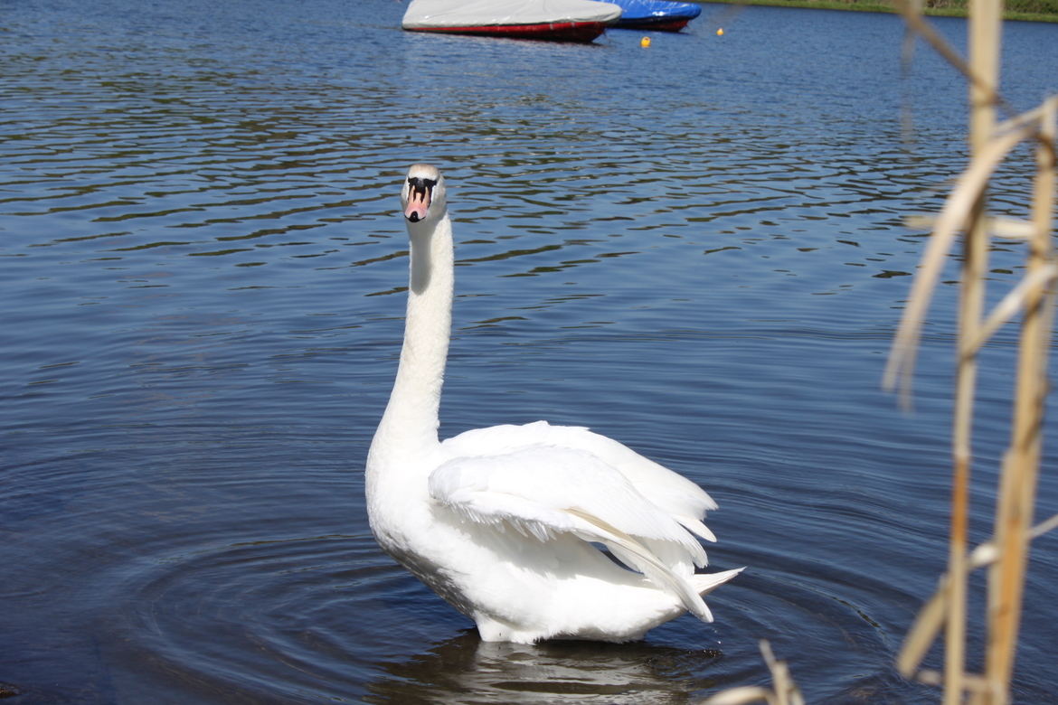 Swans, Linlithgow loch, United Kingdom of Great Britain and Northern Ireland