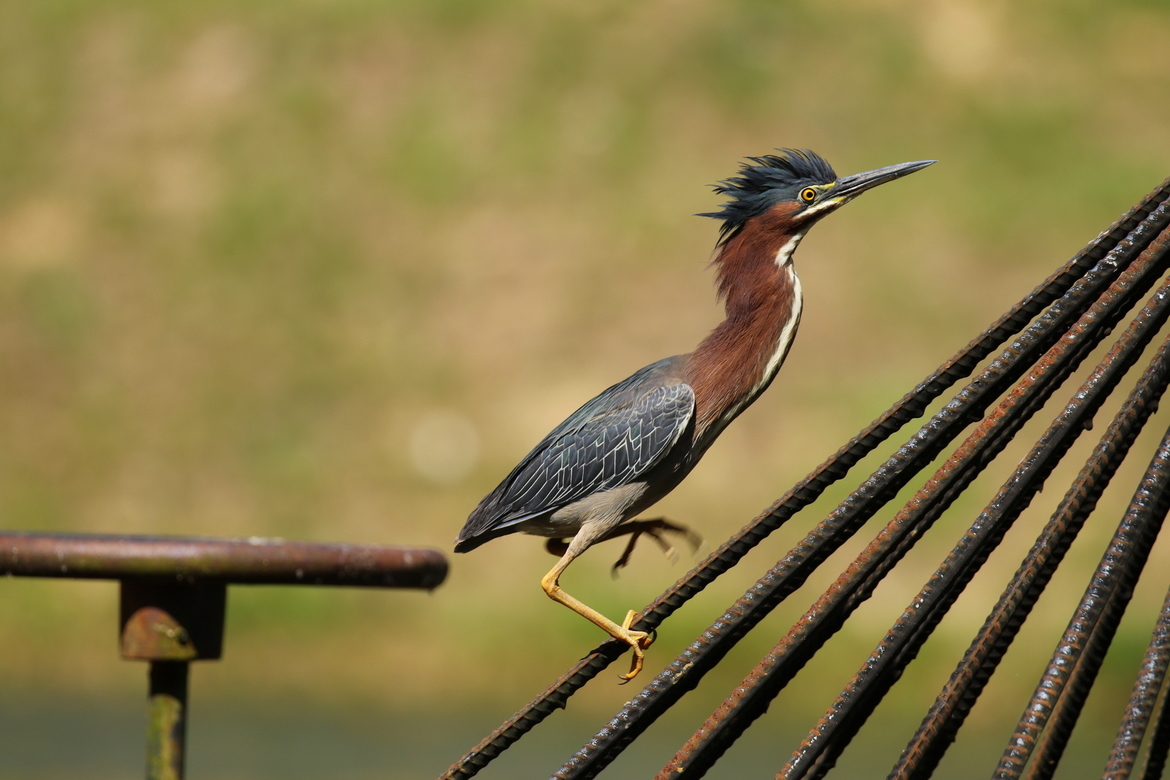 Green Heron, Cary, North Carolina, United States of America