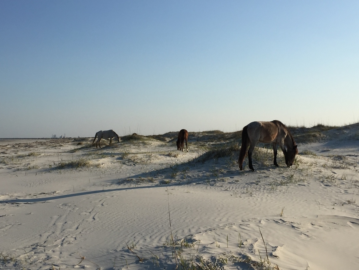 Horse , Cumberland Island Natural Seashore, United States of America