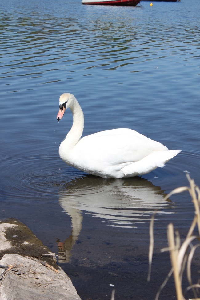 Swans, Linlithgow Loch, United Kingdom of Great Britain and Northern Ireland