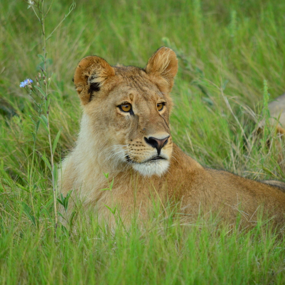 Lion, Chitabe, Botswana