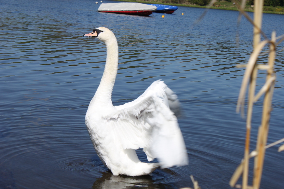 Swans, Loch Linlithgow , United Kingdom of Great Britain and Northern Ireland