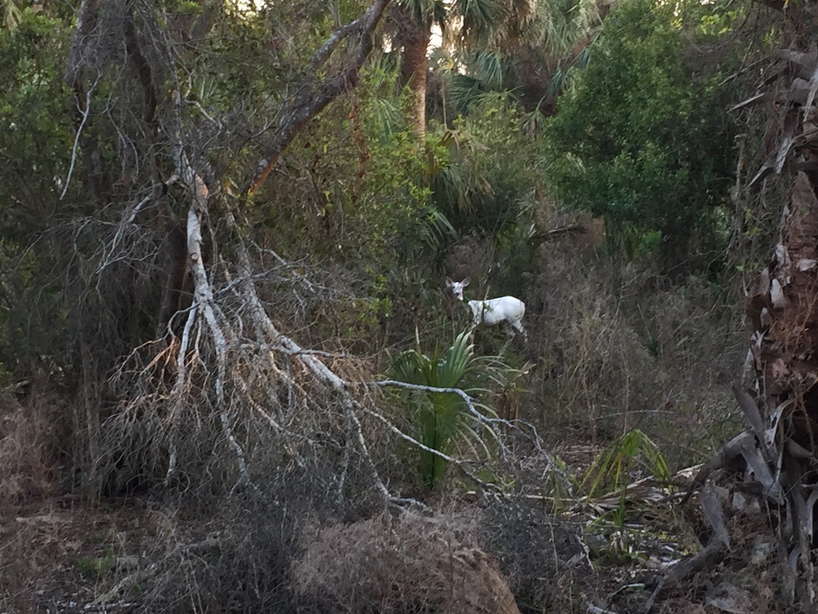 Deer, Cumberland Island National Seashore, United States of America