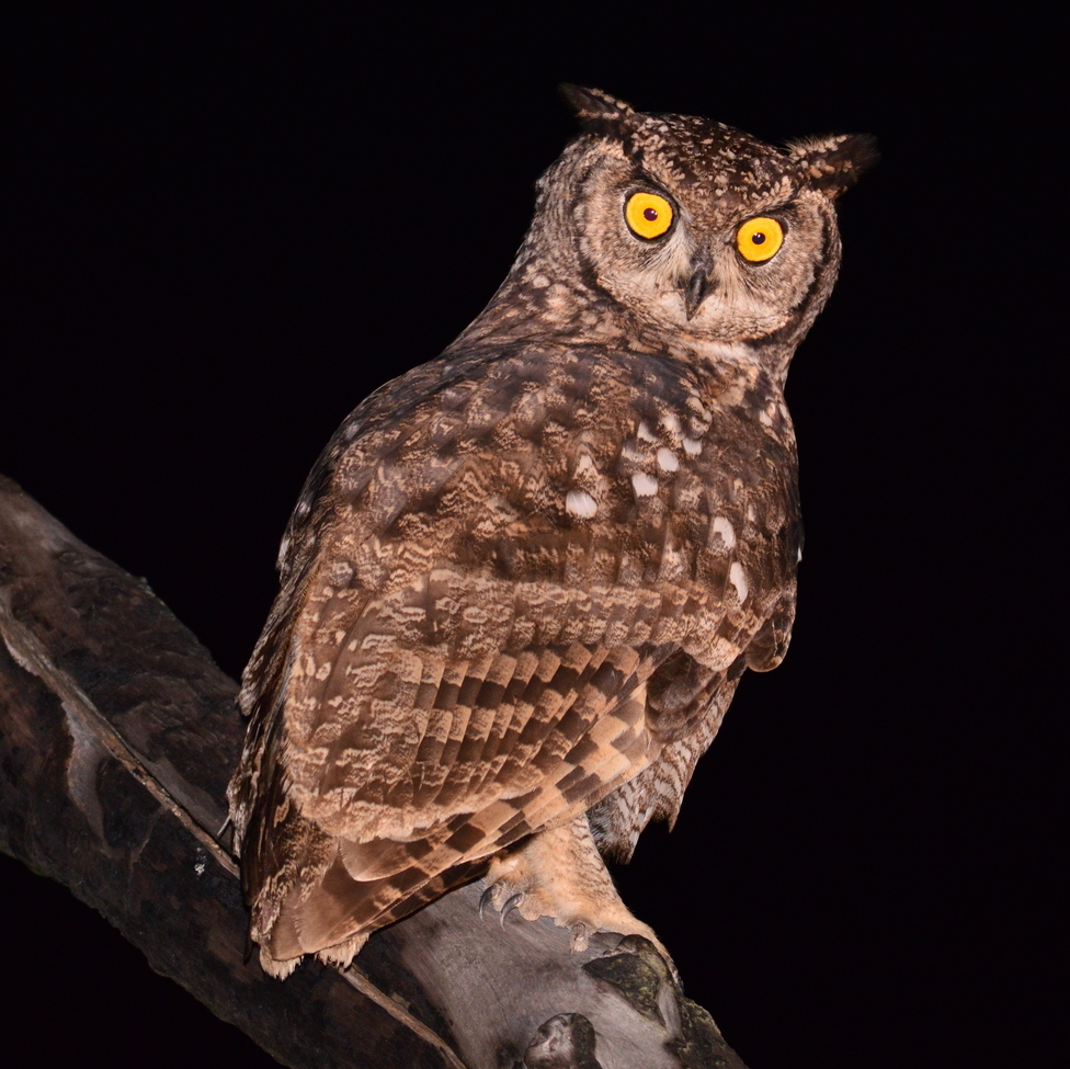 Spotted eagle owl, MalaMala, South Africa