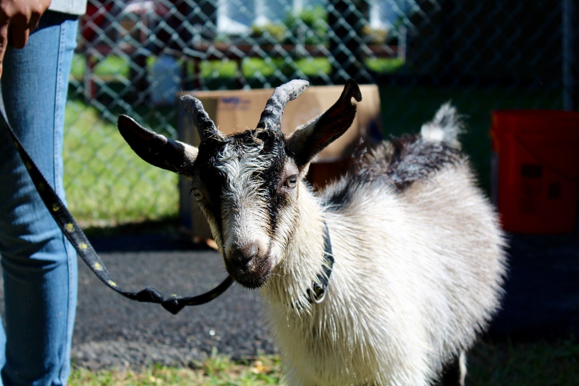 Goat , Boces school, United States of America