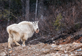 Grid mountain goat 9446