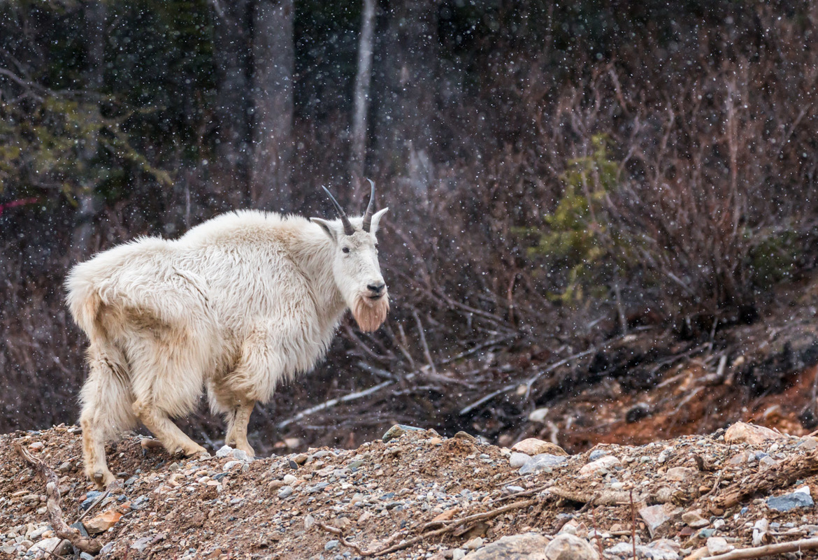 Mountain Goat, Yoho National Park, Canada