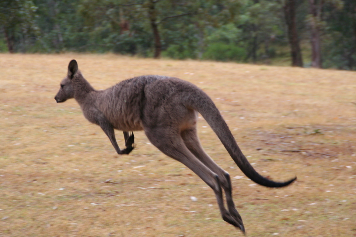 Kangaroo, Blue Mountains National Park, Australia