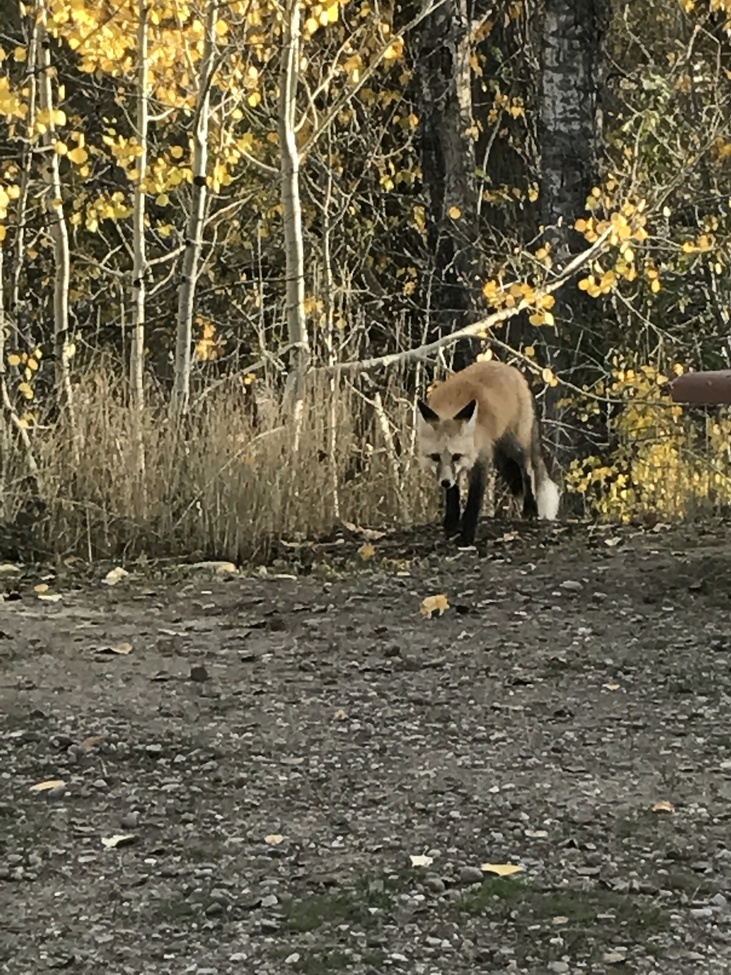 Vulpes vulpes/Red Fox, Grand Teton National Park, United States of America