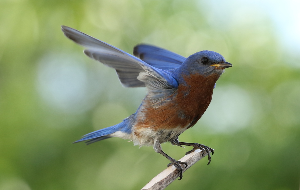 Eastern Bluebird, Morrisville, North carolina, United States of America