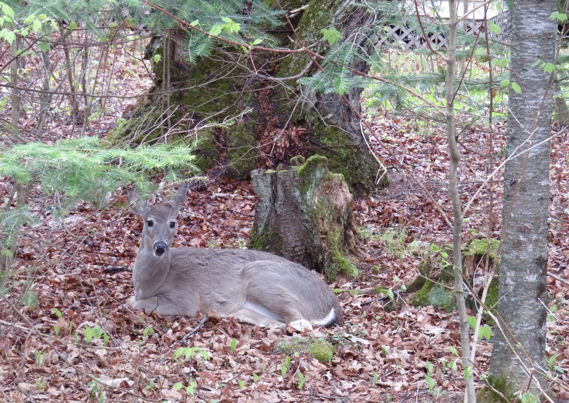 White tailed deer, Victoria Beach, MB.   , Canada